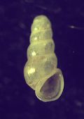 Iglica&nbsp;vobarnensis
